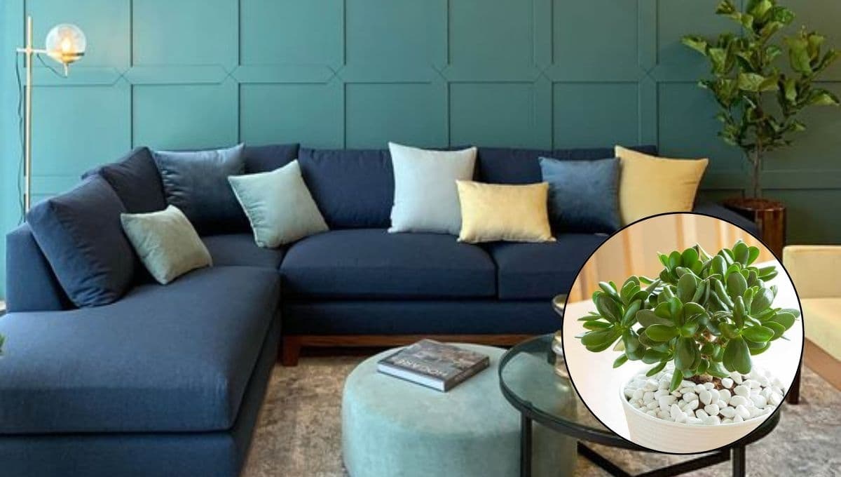 Feng Shui: la planta para refrescar tu casa y atraer la abundancia