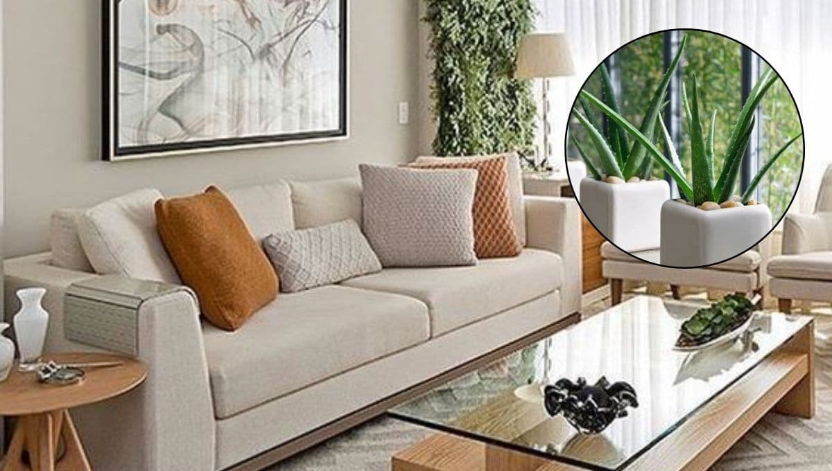 Feng Shui: 3 plantas para proteger la casa de malas vibras y envidias
