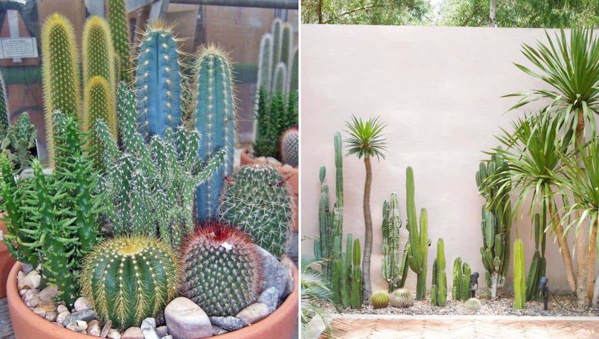 7 formas de hacer un jardín con cactus y piedras