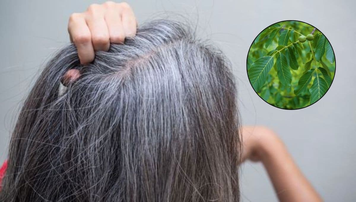 ¿Qué planta sirve para oscurecer las canas?