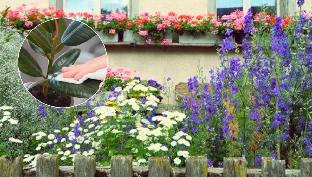 ¿Cómo hacer que mi jardín florezca?