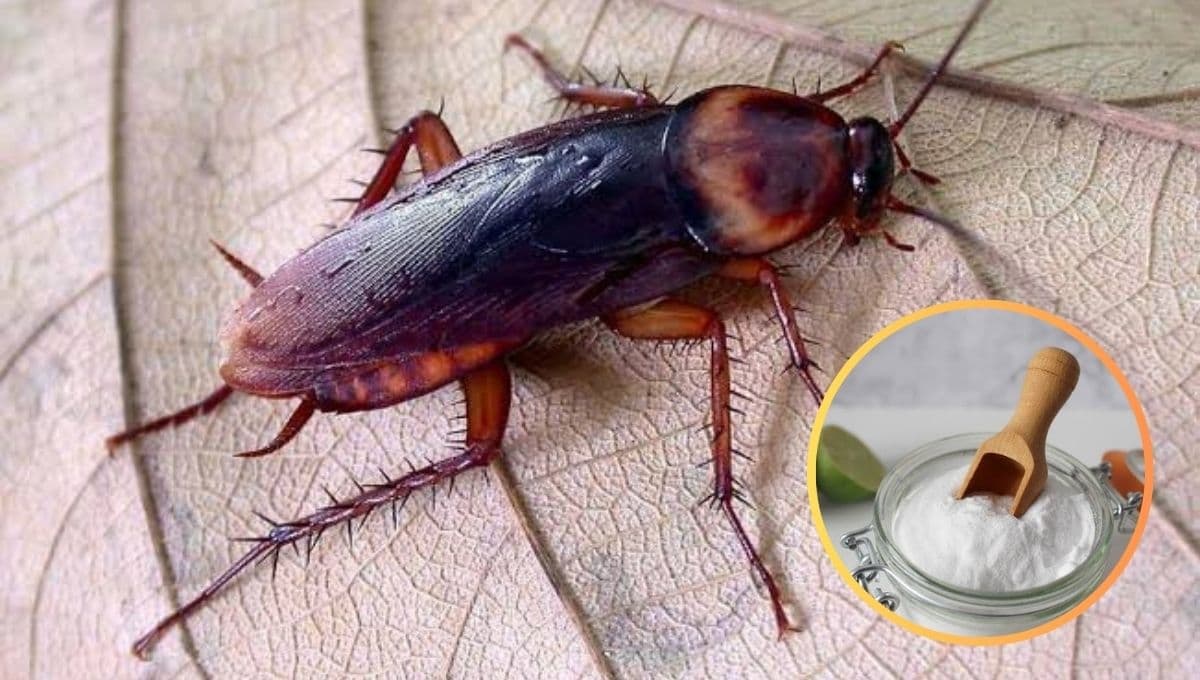 ¿Cómo eliminar cucarachas definitivamente en casa?