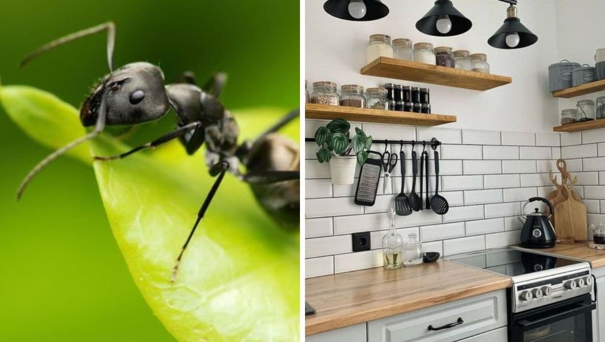 Aleja las hormigas de tus plantas con este poderoso ingrediente de cocina
