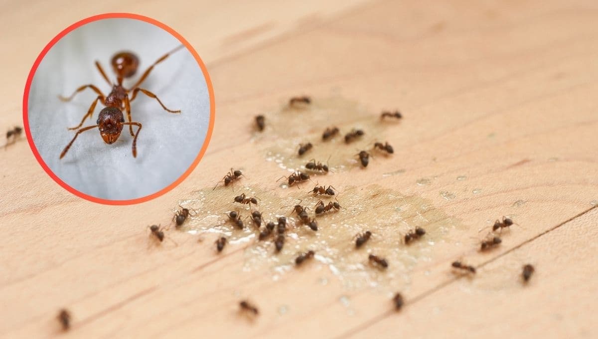 El truco natural para eliminar hormigas sin necesidad de insecticidas
