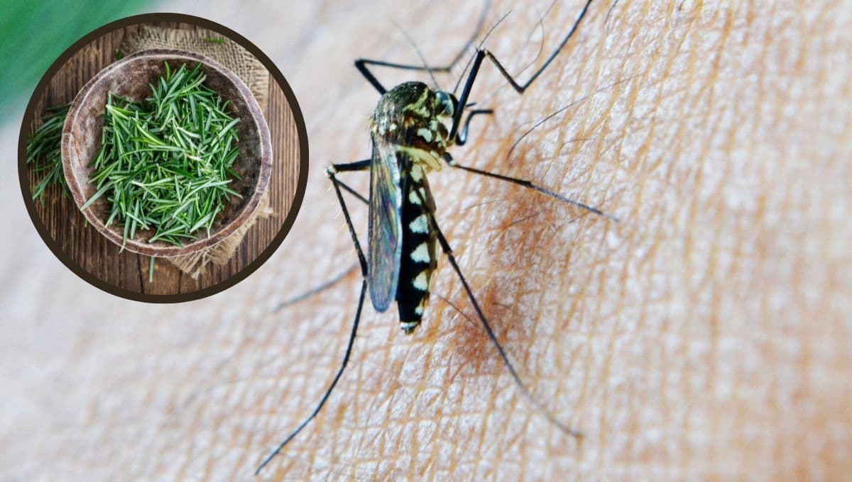 ¿Cómo ahuyentar a los mosquitos por la noche con romero?