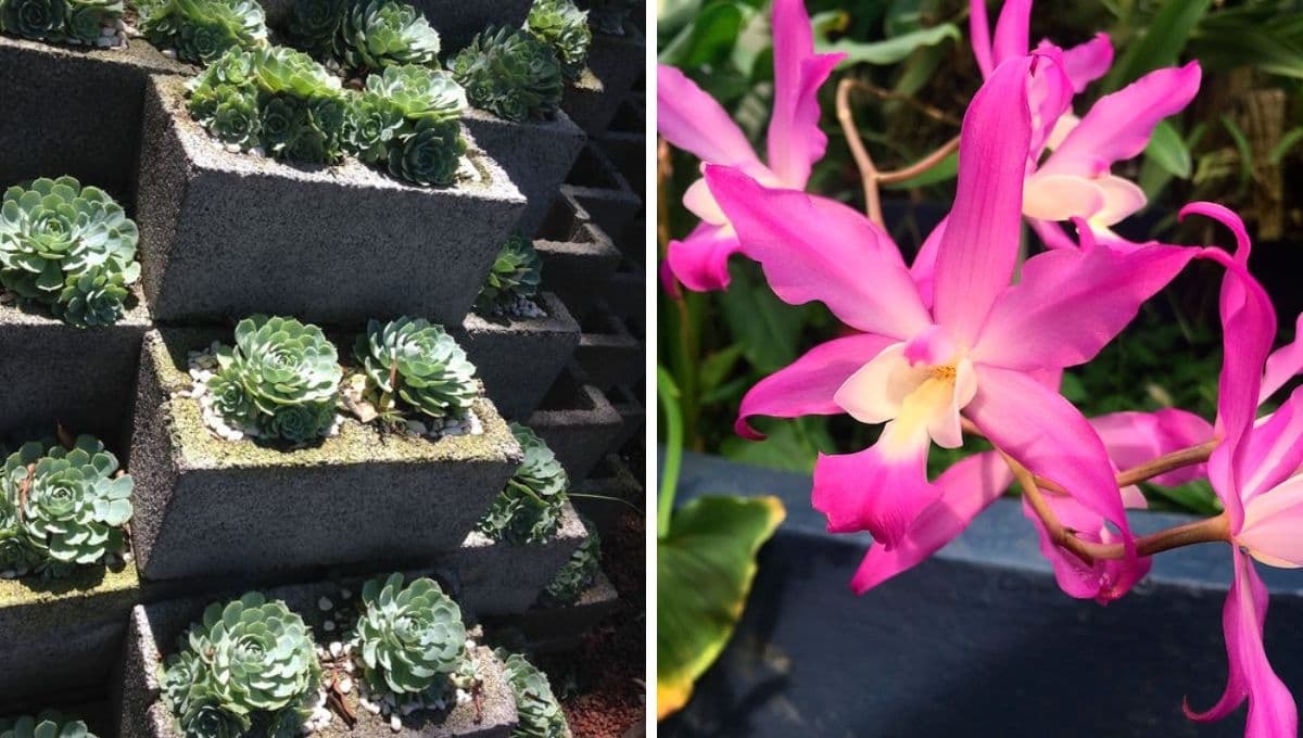 El bonito jardín de la CDMX que es ideal para tomarte las mejores fotos