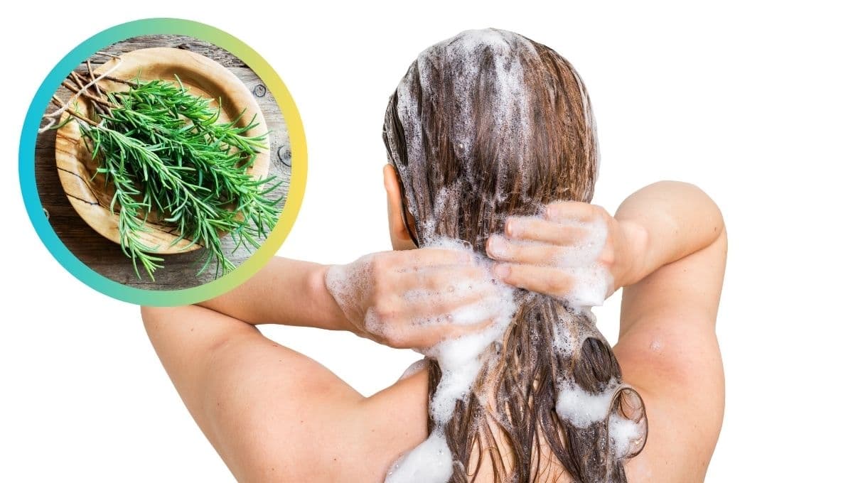 ¿Qué pasa si le pongo romero a mi shampoo?