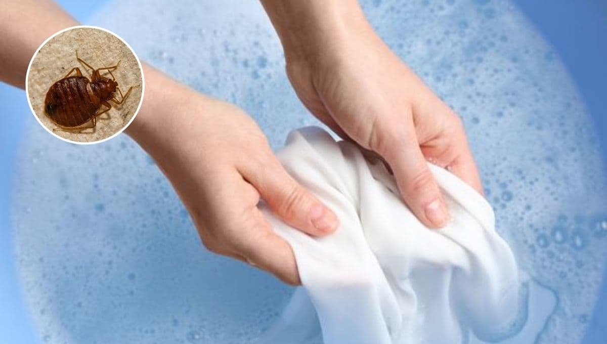 ¿Cómo deshacerse de las chinches en la ropa?