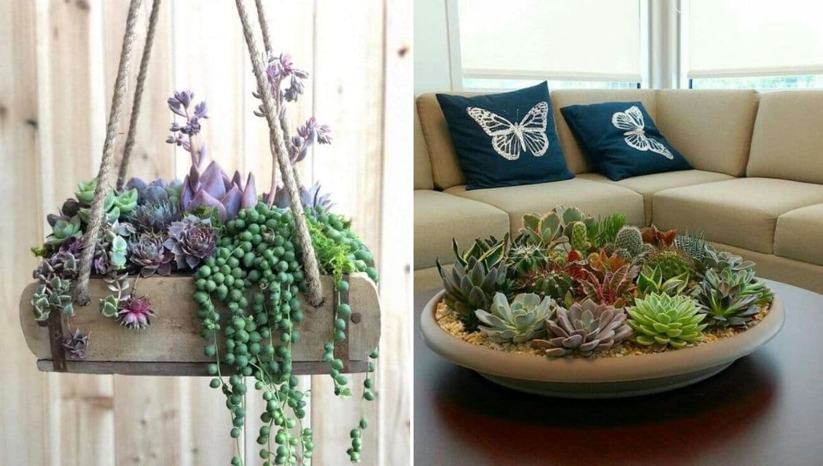 5 ideas para decorar la casa con suculentas y otras plantas