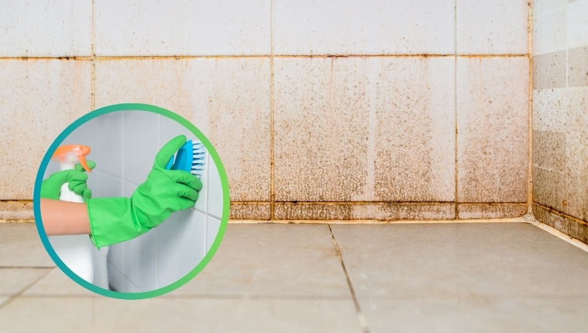 ¿Cómo eliminar el moho de las paredes del baño?