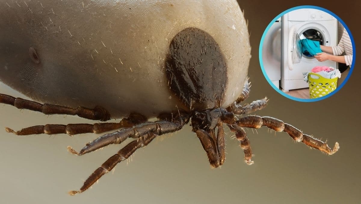 3 trucos para acabar con los ácaros del colchón