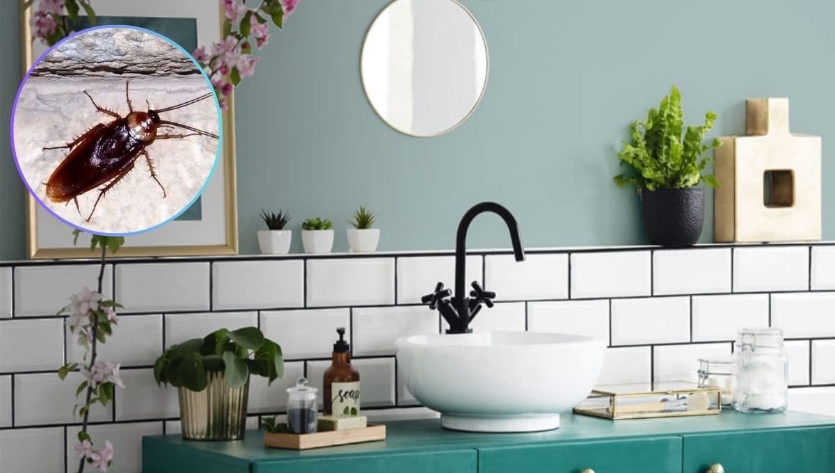 ¿Por qué salen cucarachas en el baño de mi casa si siempre lo lavo?