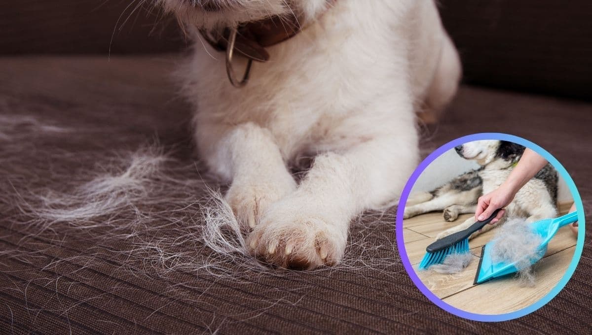 Los mejores trucos para limpiar pelos de perro en la casa