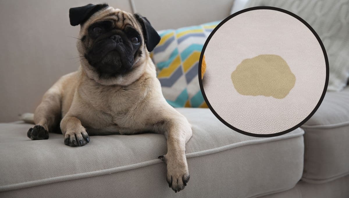 ¿Cómo lavar mi sillón con orines de perro? 3 trucos para quitar el mal olor