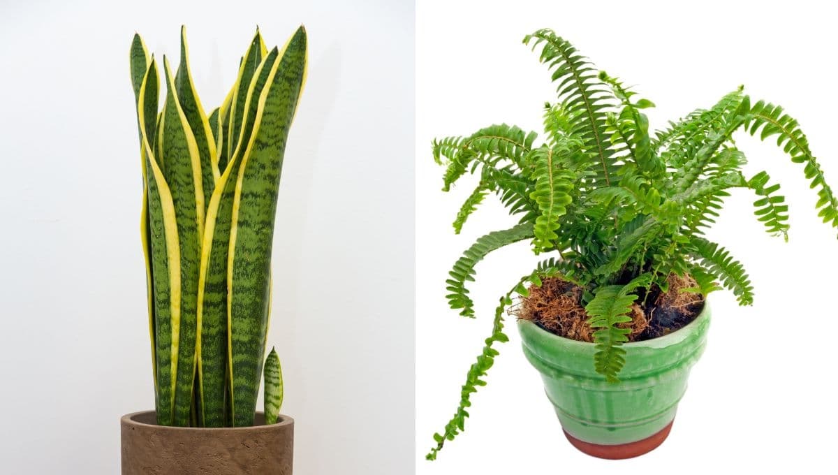 Decoración: 5 plantas pequeñas para interiores sin luz perfectas para tu casa