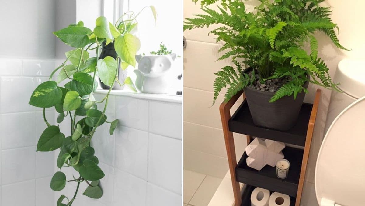 5 ideas para decorar un baño pequeño con plantas frescas y bonitas