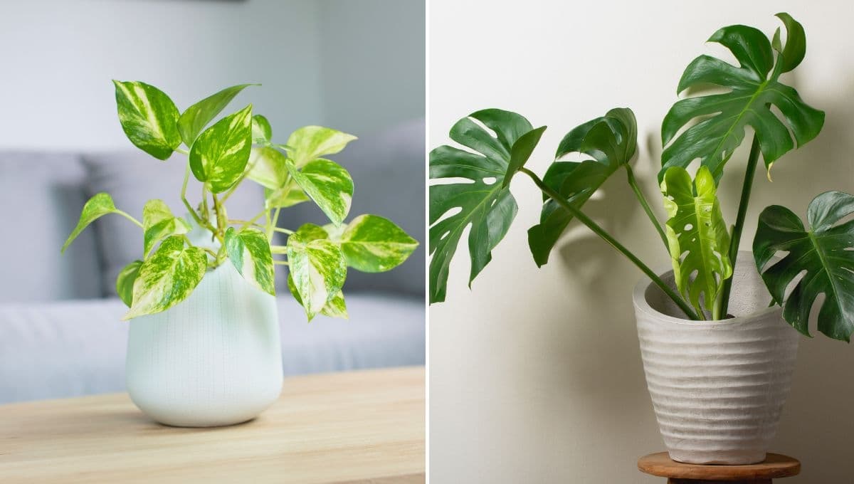 5 plantas que no necesitan muchos cuidados y son perfectas para decorar toda tu casa