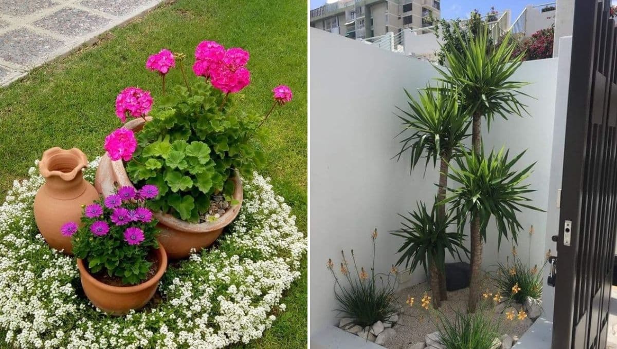 6 ideas para decorar un jardín pequeño con palmeras, cactus y flores