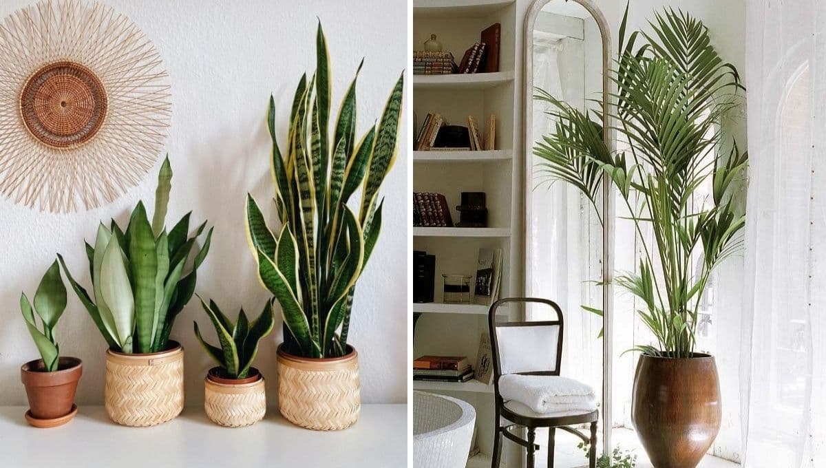 ¿Cómo tener plantas en espacios pequeños?