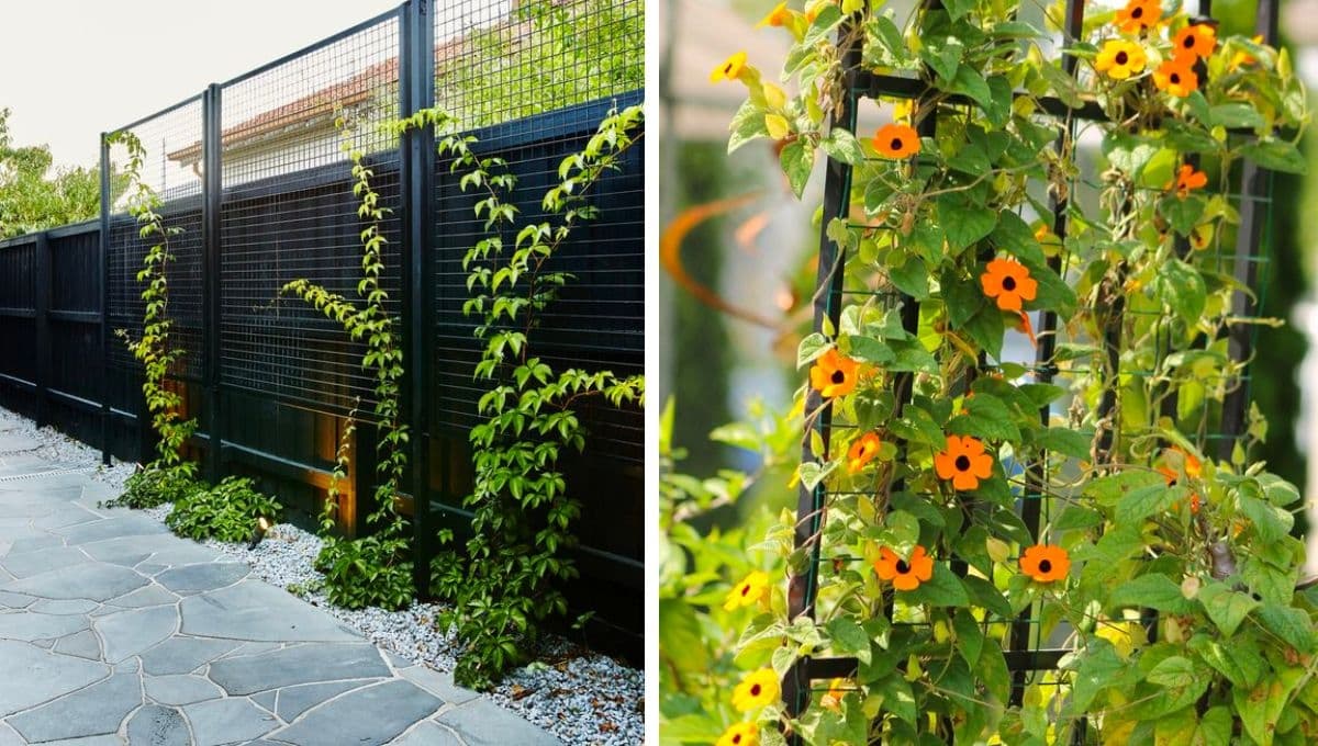 Las ideas de enredaderas para rejas perfectas para tu patio