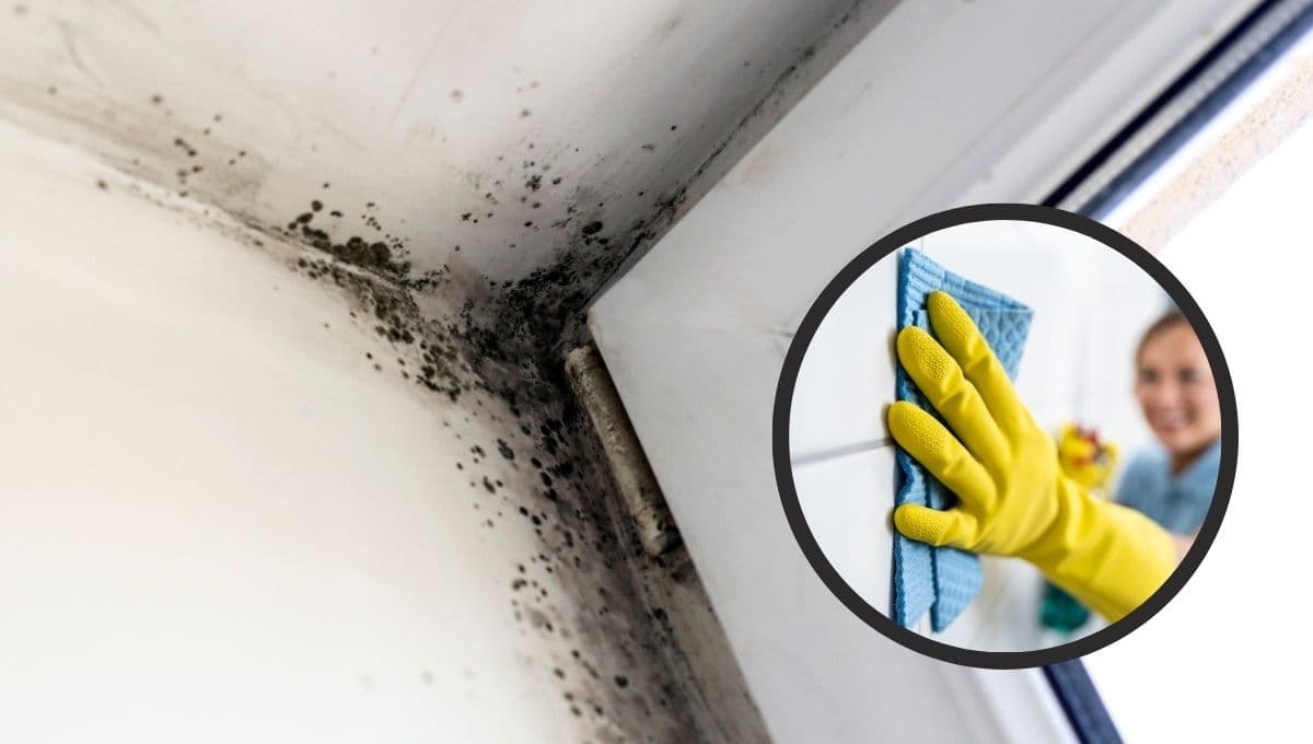 ¿Cómo quitar las manchas de humedad del techo y paredes?