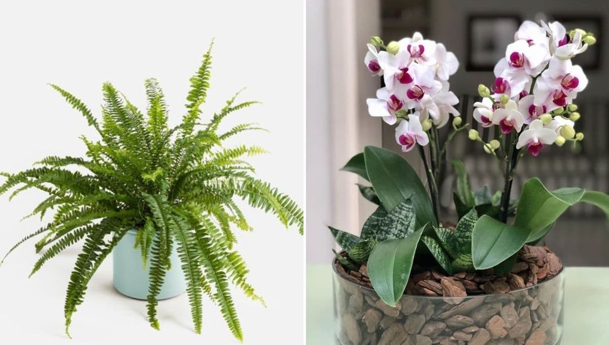 Las mejores plantas pequeñas para decorar el baño: purifican el aire y absorben la humedad