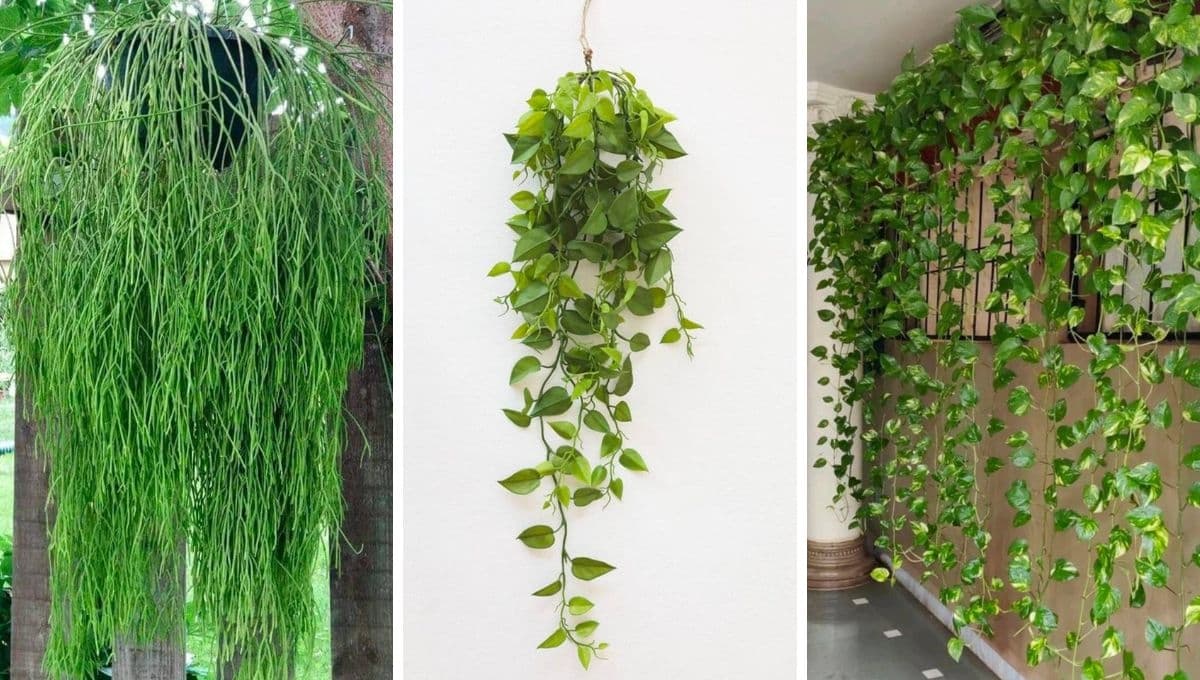6 ideas de plantas colgantes para pared exterior que harán lucir tu casa hermosa