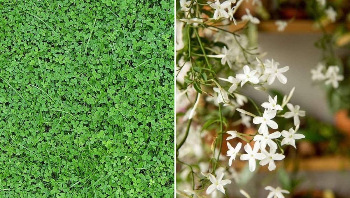 Refresca tu jardín con estas ideas de plantas trepadoras y rastreras