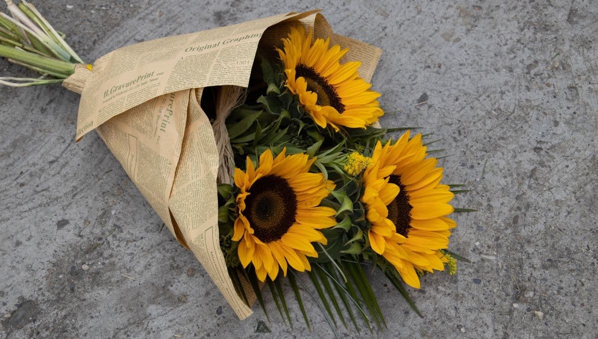 ¿Qué significa que te regalen un girasol?