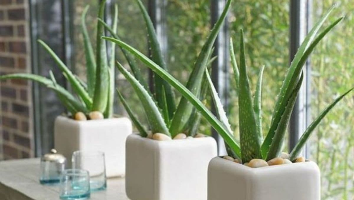 ¿Qué significa tener una planta de sábila en casa?