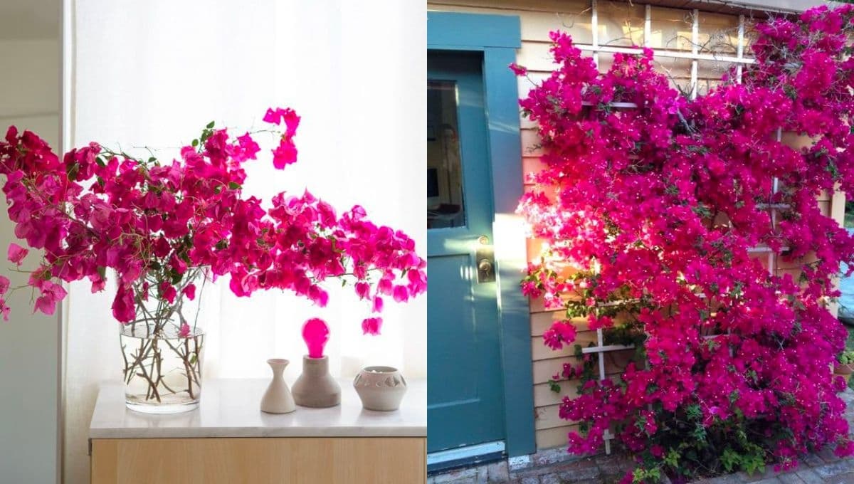 Decoración del hogar: 4 formas de tener bugambilias en casa y decorar con esta planta trepadora