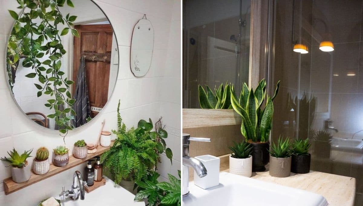 ¿Qué suculentas se pueden usar para decorar el baño?