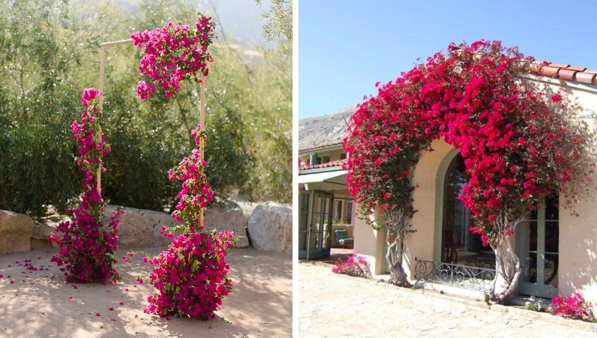 4 formas de hacer arcos con bugambilias para tu patio o jardín