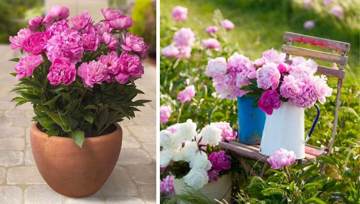 Jardín de peonías: 4 ideas para decorar tu casa con las flores que reemplazan a las rosas