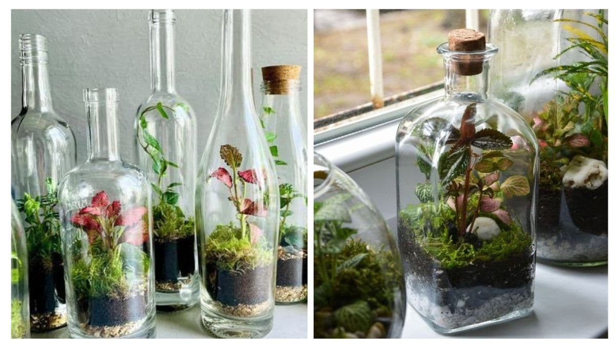 Material reciclado: 4 ideas para crear un jardín en botellas de vidrio