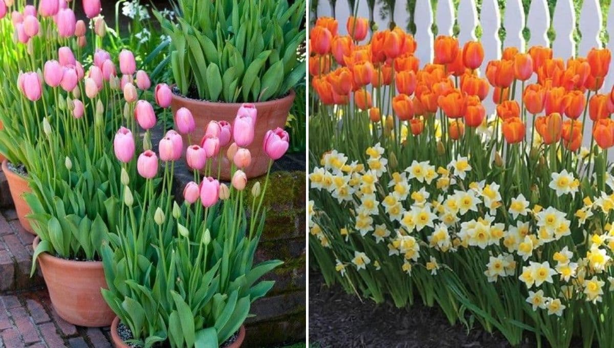 ¿Cómo crear un jardín con tulipanes para que florezcan bonito en casa?