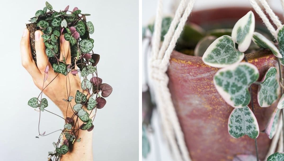 4 claves para cuidar la suculenta colgante Collar de corazones en el interior de tu casa