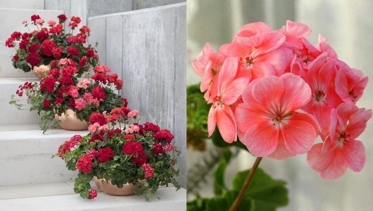 Jardín de geranios: 4 ideas para decorar tu patio con macetas