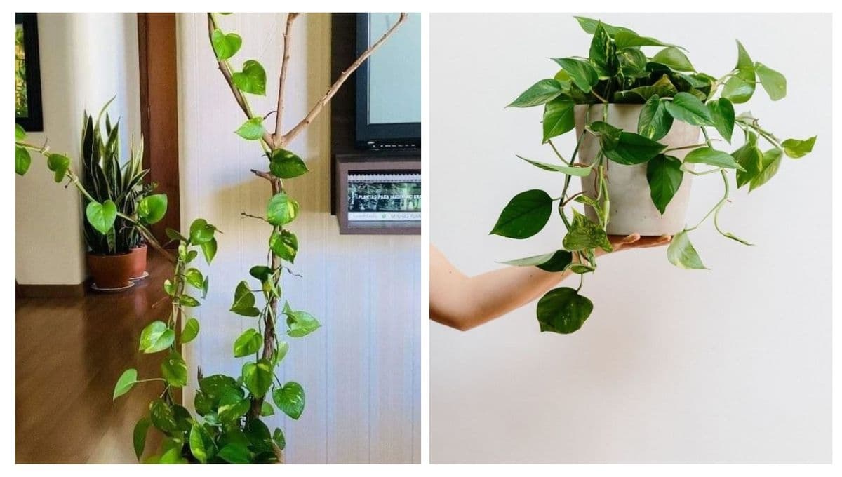 4 claves para cuidar una planta Poto y refrescar tu hogar