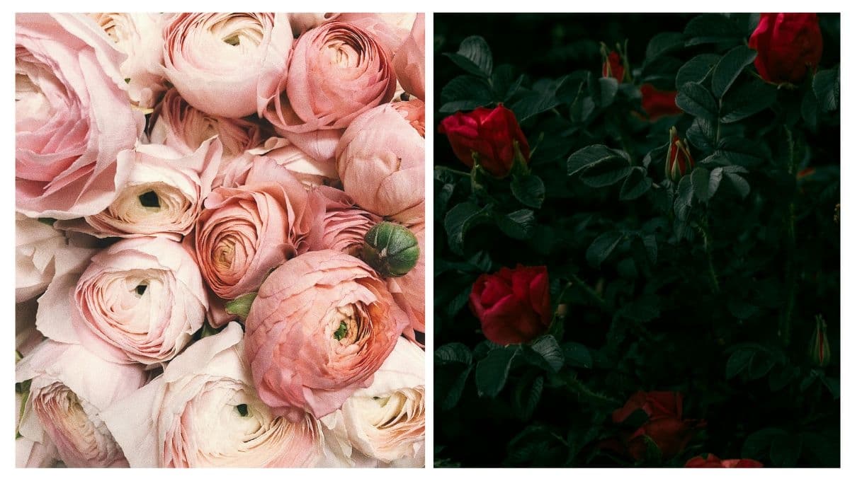 Fresh Garden: 3 flores frescas que puedes poner en las macetas de tu jardín
