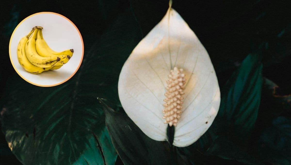 Abono casero: la forma de usar cáscara de plátano para cuidar tu cuna de Moisés