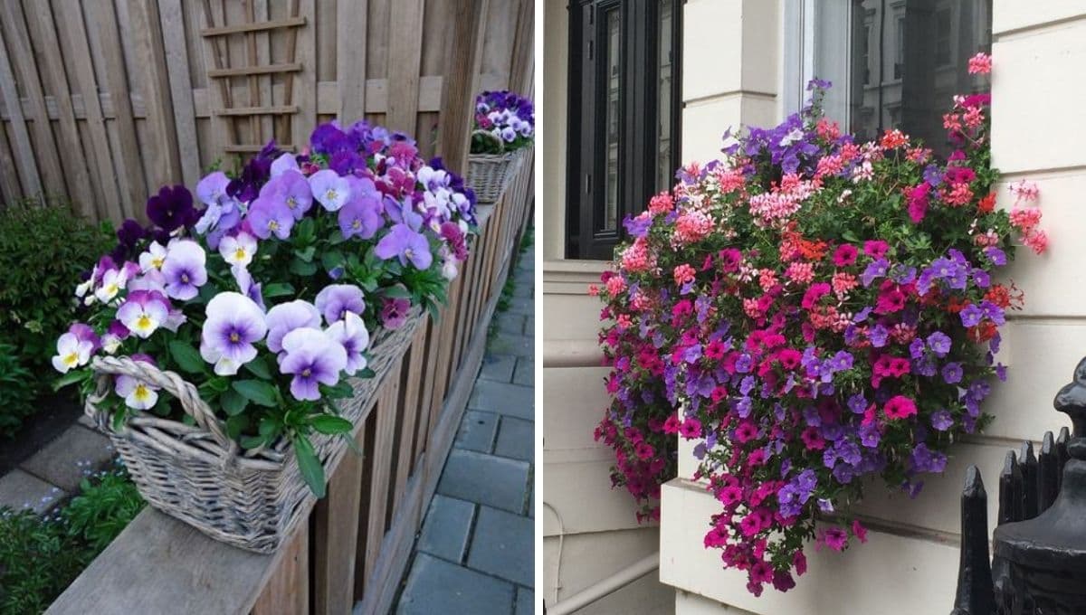 Jardín de violetas: 4 ideas para tenerlas en macetas y darle un toque de color a tu patio