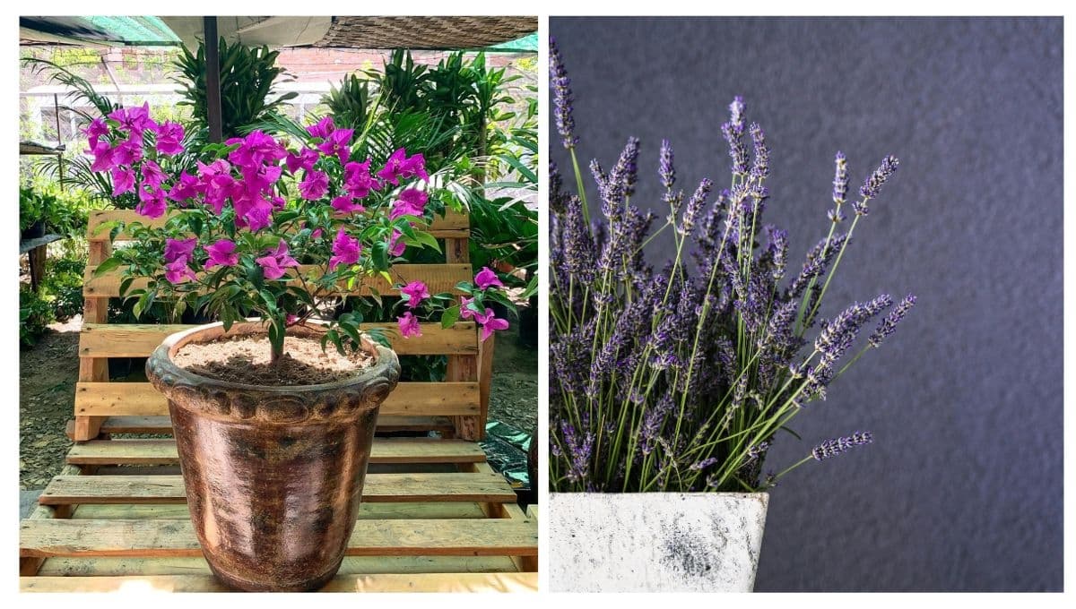Jardín violeta: 4 ideas con diferentes flores moradas que puedes poner en maceta