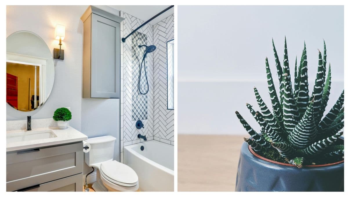 ¿Cómo elegir las plantas para el baño? 3 opciones para absorber la humedad y refrescar