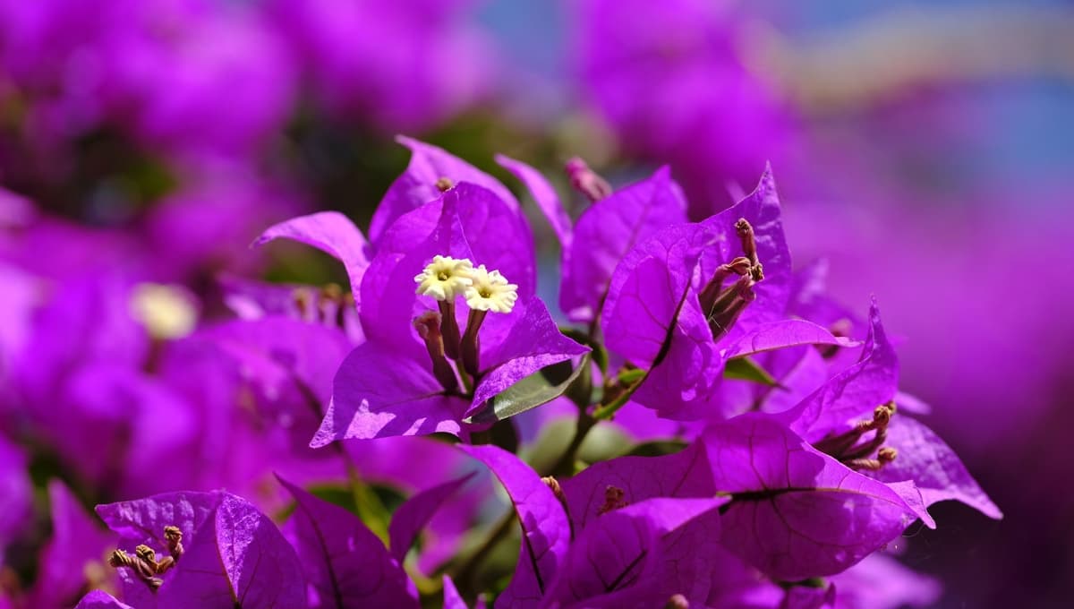5 beneficios y propiedades curativas de la bugambilia