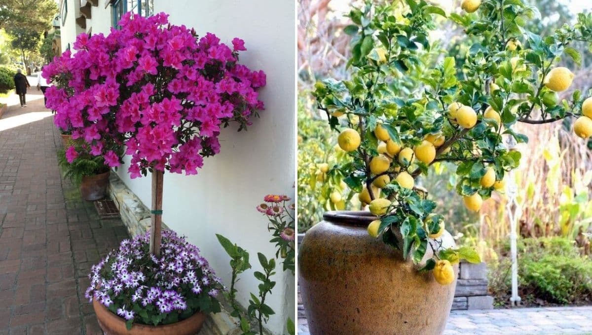 Árboles que se pueden tener en maceta para tener un jardín en un patio casero