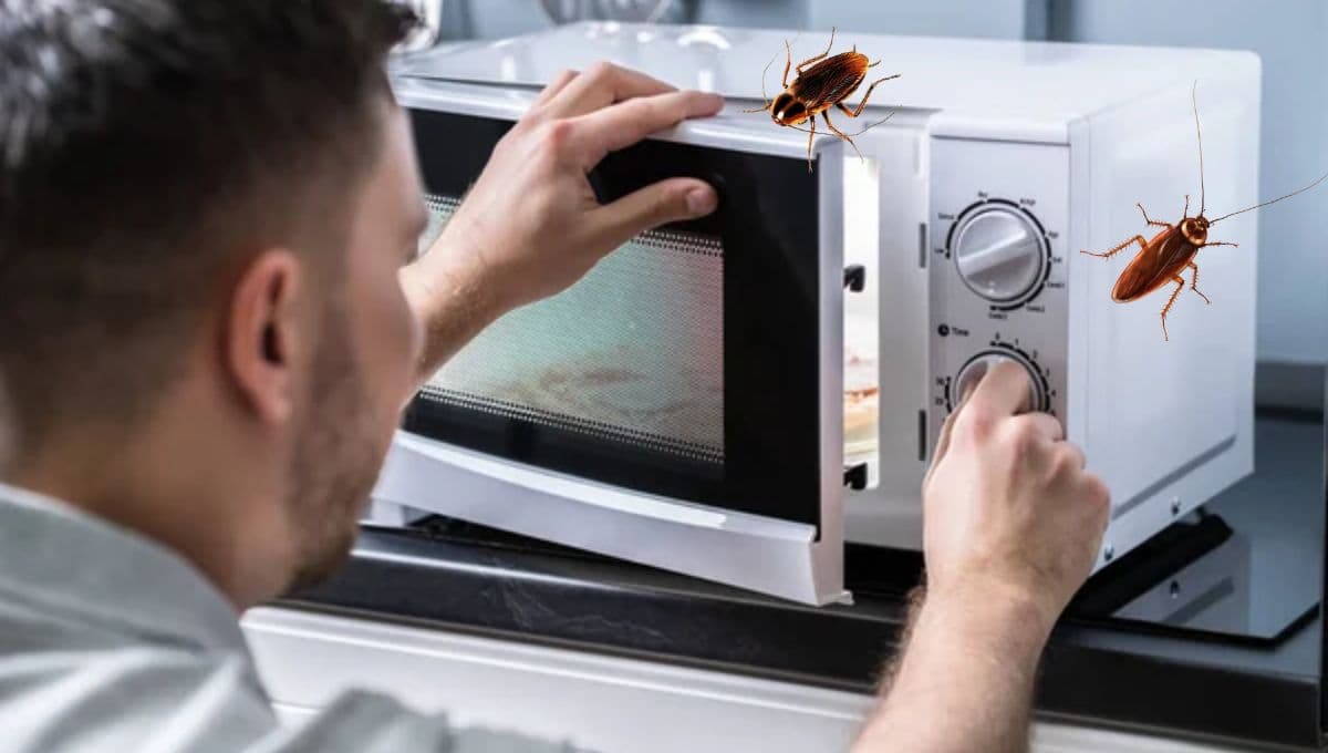 Deshazte de las cucarachas del horno de microondas con este método infalible
