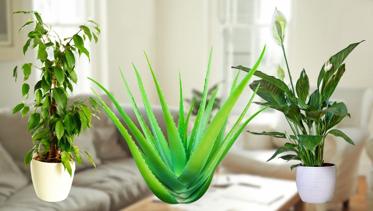 No solo la lengua de suegra, estas son otras plantas de interior purificadoras de aire
