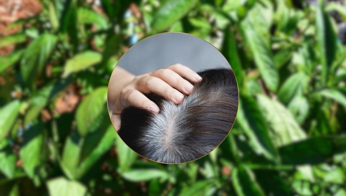 Acaba con las canas con este tinte natural de planta que también fortalece el cabello