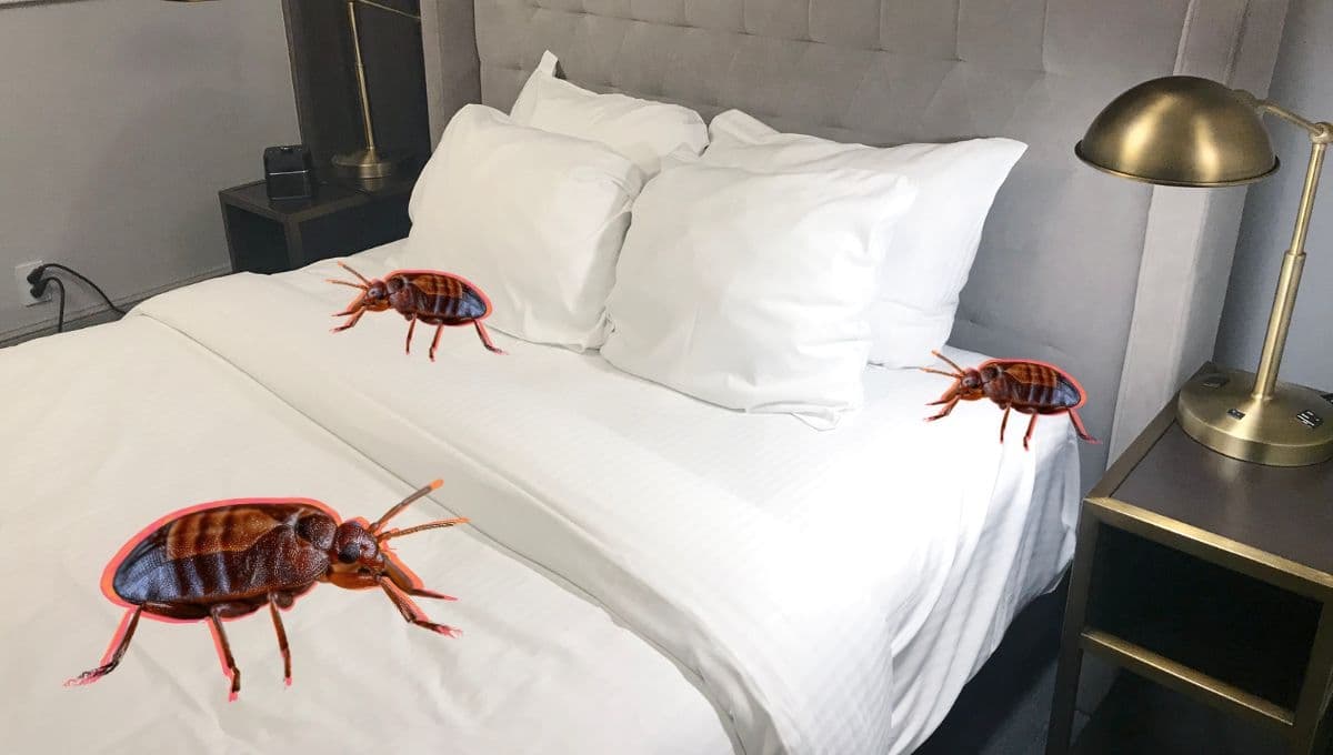 Aceite de lavanda para chinches, la solución para eliminar su nido de huevecillos